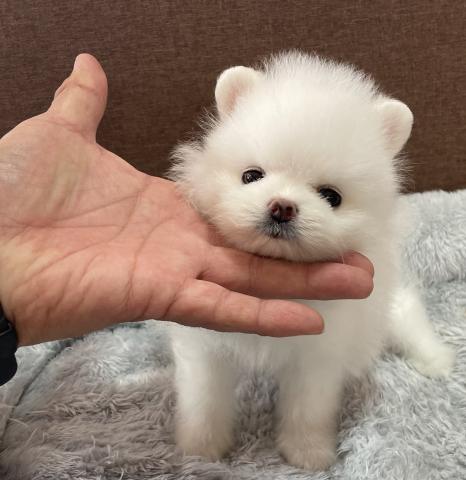 ポメラニアン【Puppyフェア開催中】【プレミアクラス】マイクロサイズのポメちゃん🌴父犬純外産(台湾産)🌴
