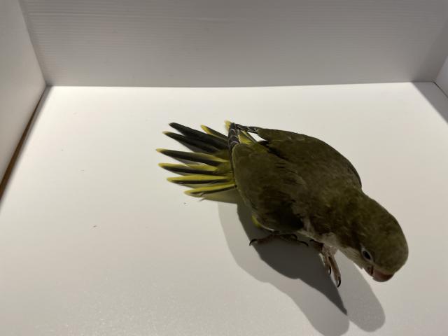 オキナインコ 深緑 オスの写真3