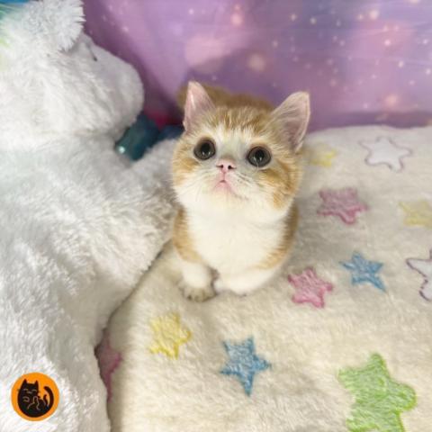 スコティッシュフォールド