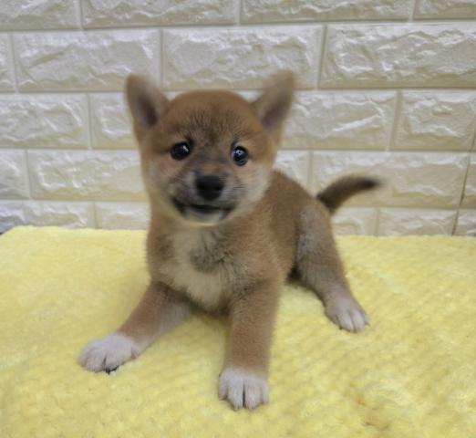 柴犬の写真2