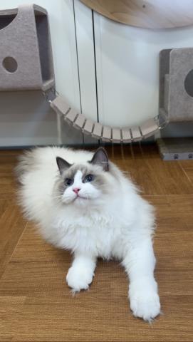 ラグドールの写真2