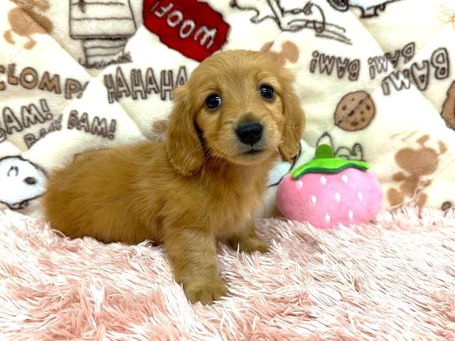 カニンヘンダックスフンドの写真（和歌山県）