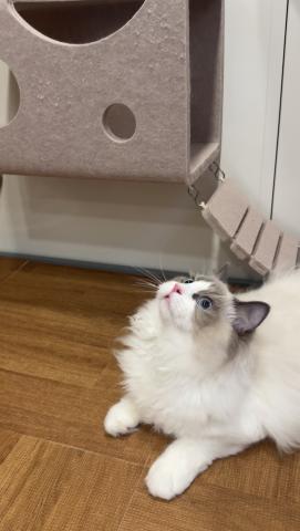 ラグドールの写真4