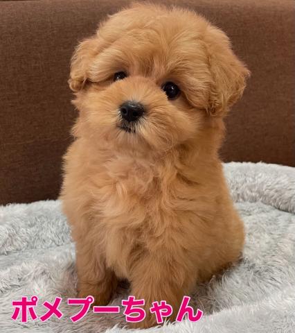 MIX【月曜サプライズ特価】【158,000円】ポメプーちゃん🌴おトイレを覚えた賢い子🌴お問い合わせ6件入ってます✨