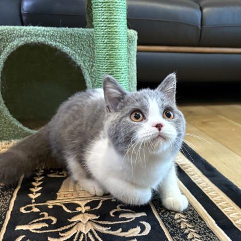 ブリティッシュショートヘア