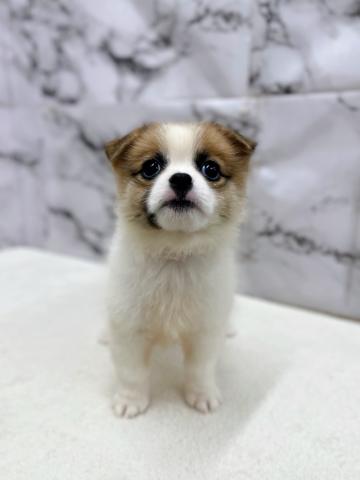 MIXシーズー×WコーギーP【9/6お写真、動画更新！】垂れ目でおめめきゅるきゅるわんこ♡の写真2