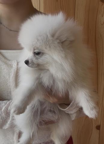 ポメラニアン🐶全てコミコミ🐶ホワイト🐶ライ君❤️❤️の写真2