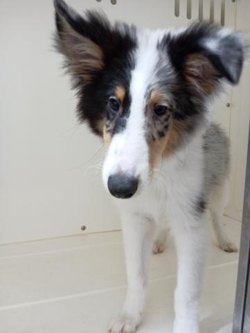シェットランドシープドッグの写真6