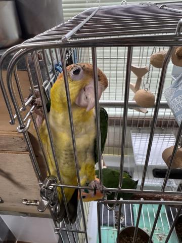 シロハラインコの写真4