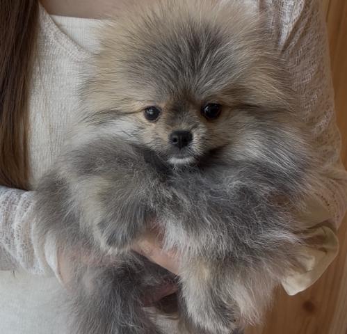 ポメラニアン🐶全てコミコミ🐶オレンジセーブル🐶ルイ君❤️❤️の写真4