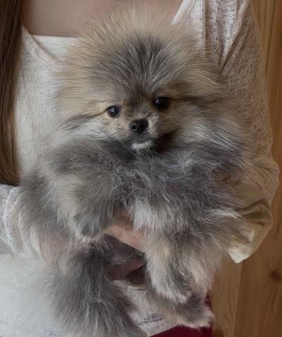 ポメラニアン🐶全てコミコミ🐶オレンジセーブル🐶ルイ君❤️❤️の写真5
