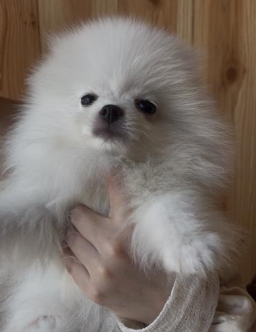 ポメラニアン🐶全てコミコミ🐶ホワイト🐶ライ君❤️❤️の写真5