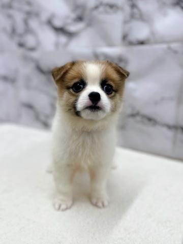 MIXシーズー×WコーギーP【9/6お写真、動画更新！】垂れ目でおめめきゅるきゅるわんこ♡の写真3