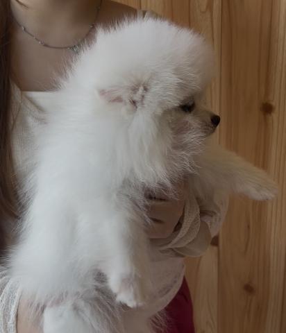 ポメラニアン🐶全てコミコミ🐶ホワイト🐶ライ君❤️❤️の写真4