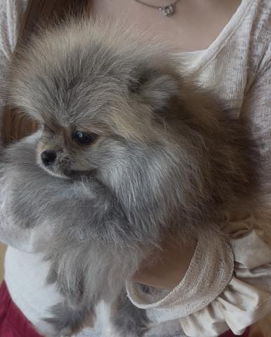ポメラニアン🐶全てコミコミ🐶オレンジセーブル🐶ルイ君❤️❤️の写真2