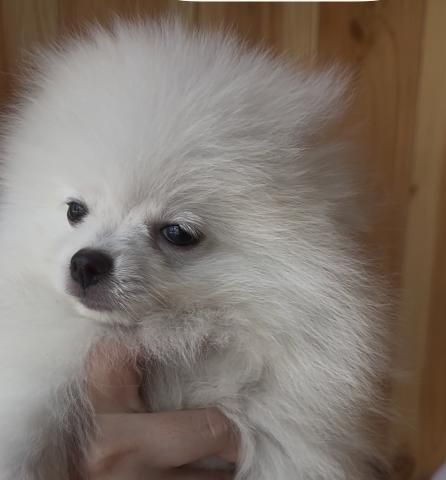 ポメラニアン🐶全てコミコミ🐶ホワイト🐶ライ君❤️❤️の写真3