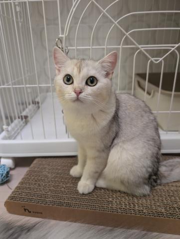 ブリティッシュショートヘア