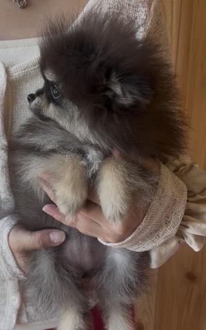 ポメラニアン🐶全てコミコミ🐶黒タン🐶メイちゃん❤️❤️の写真2