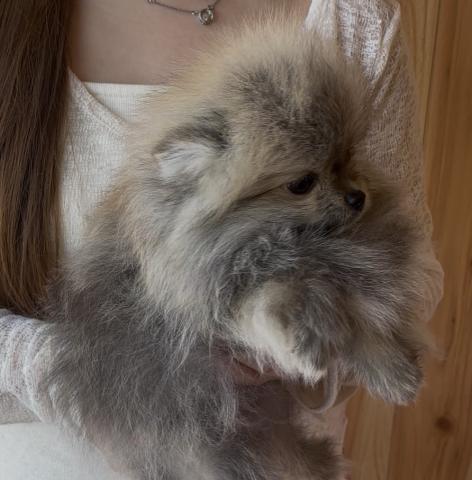 ポメラニアン🐶全てコミコミ🐶オレンジセーブル🐶ルイ君❤️❤️の写真3
