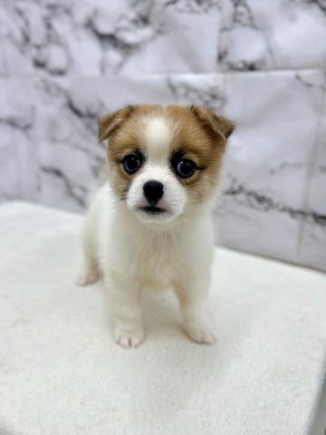 MIXシーズー×WコーギーP【9/6お写真、動画更新！】垂れ目でおめめきゅるきゅるわんこ♡の写真4