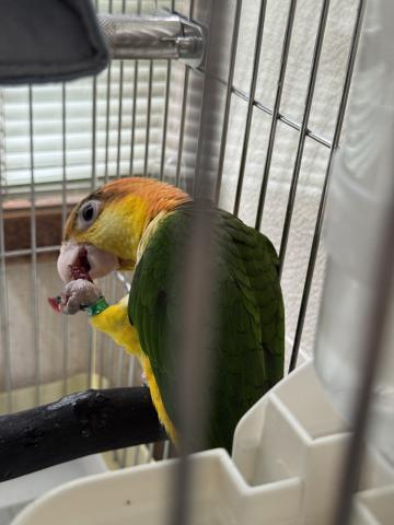 シロハラインコの写真3