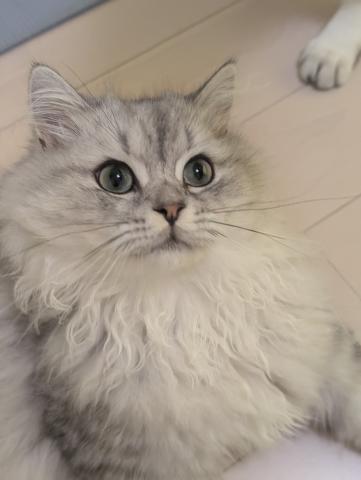 ブリティッシュショートヘア