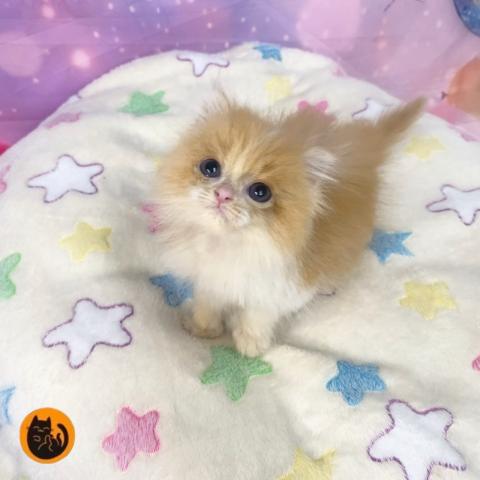 スコティッシュフォールド