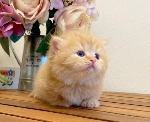 マンチカン短足の写真2