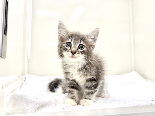 ノルウェージャンフォレストキャット679