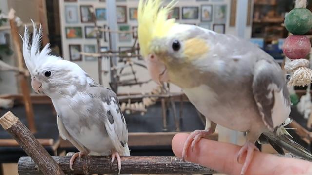 オカメインコパステルフェイスパイドの写真4