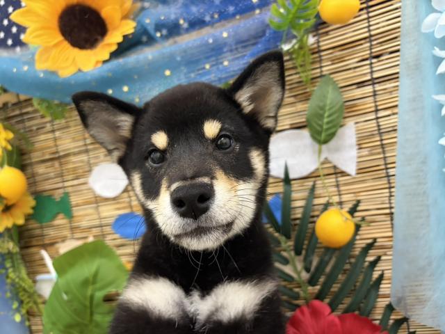 柴犬