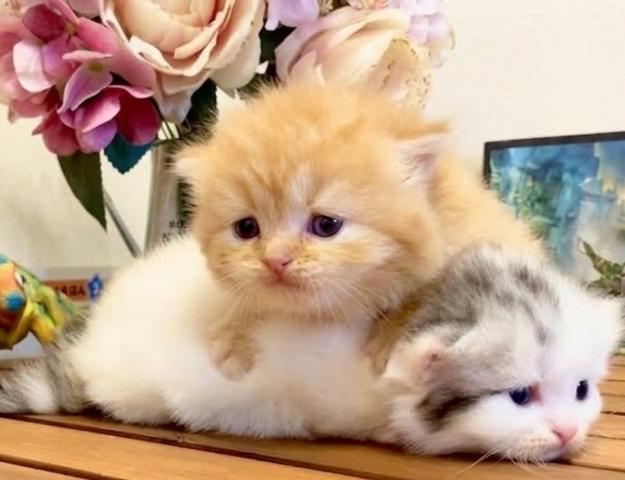 マンチカン短足の写真3