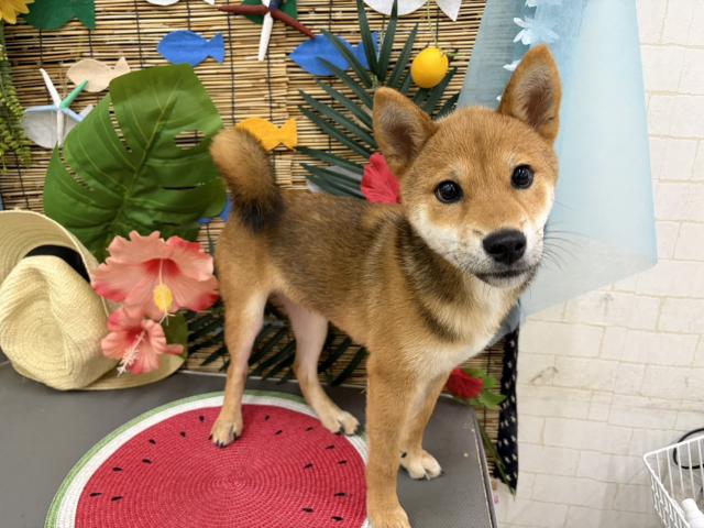 柴犬