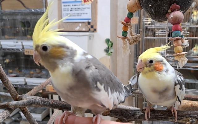オカメインコ　パステルフェイスパイドの写真4