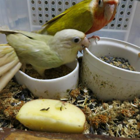 ウロコインコ（ムーンチーク）