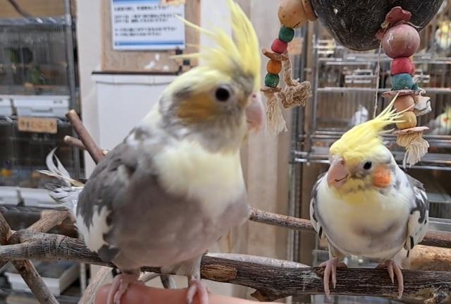 オカメインコ　パステルフェイスパイドの写真3