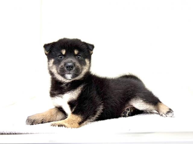 豆柴犬　411