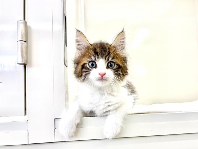 ノルウェージャンフォレストキャット267