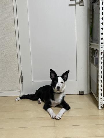 ボーダーコリーの写真2