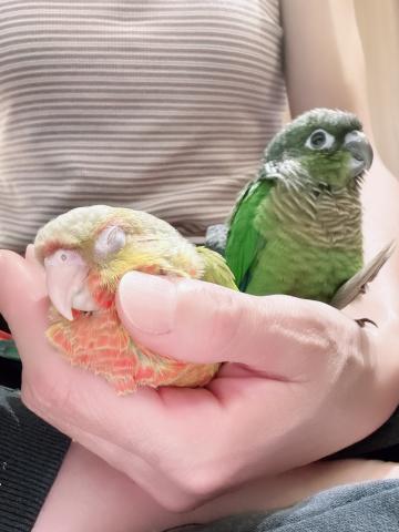 ウロコインコ 47の写真5