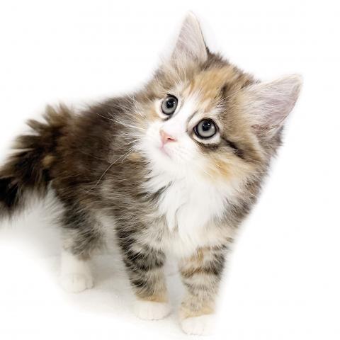 ノルウェージャンフォレストキャット