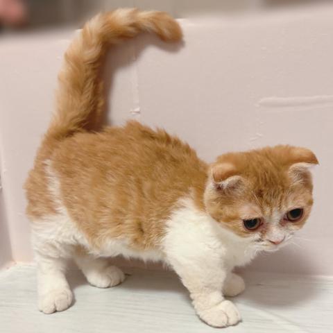 マンチカンの写真5