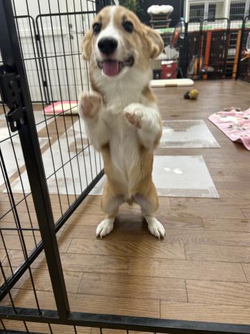 ウェルシュコーギーペンブロークの写真3