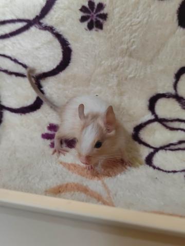 デグー【サンドパイド】