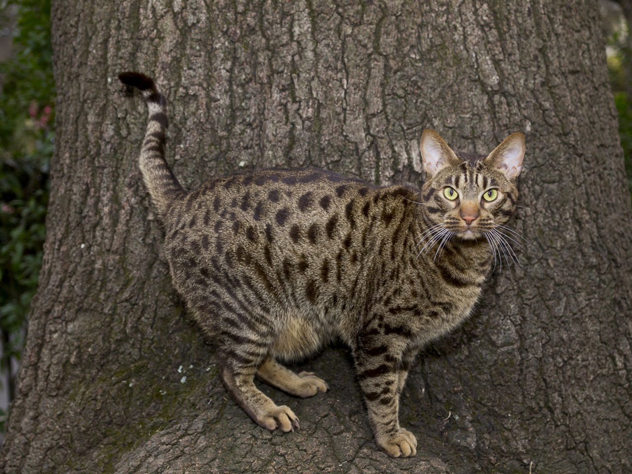 オシキャット