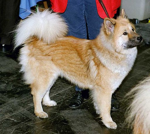 秋田犬