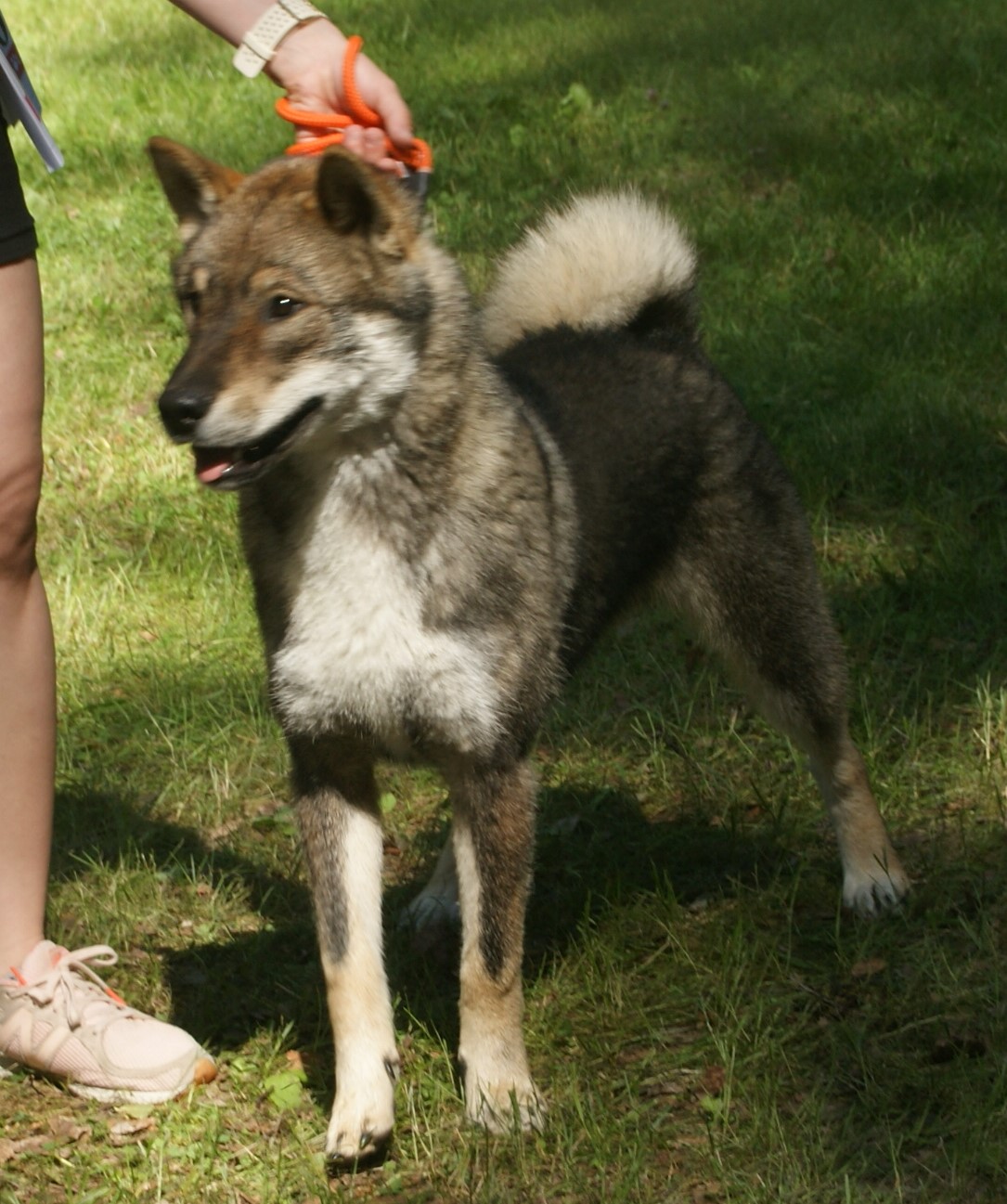 四国犬