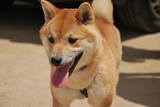 柴犬
